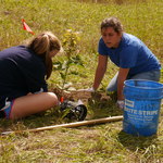 New students planted oaks.