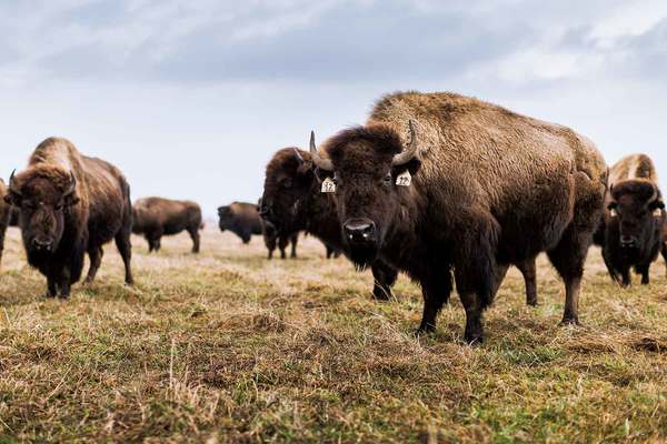 Field Guide to the American Bison | Voice | Carleton College